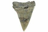 Fossil Broad-Toothed Mako Tooth - South Carolina #172056-1